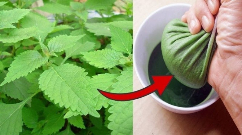 Kỳ 3: Bí quyết làm đẹp từ cây kinh giới – Dưỡng da, trị mụn và chăm sóc sắc đẹp tự nhiên