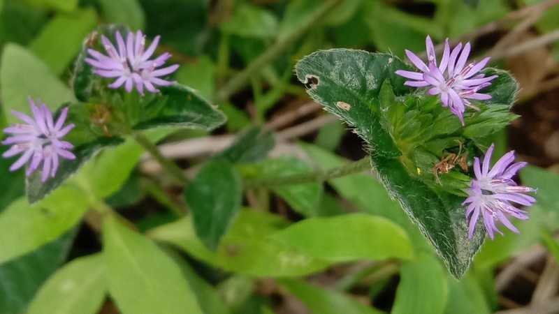 Hoa của cây chỉ thiên