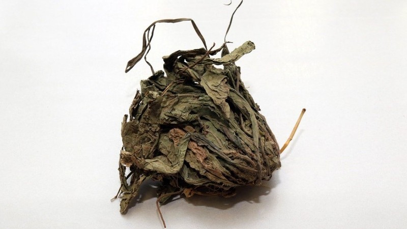 Kỳ 2: Những bài thuốc dân gian quý từ cây Chỉ Thiên