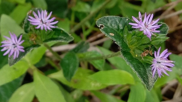 Kỳ 2: Những bài thuốc dân gian quý từ cây Chỉ Thiên