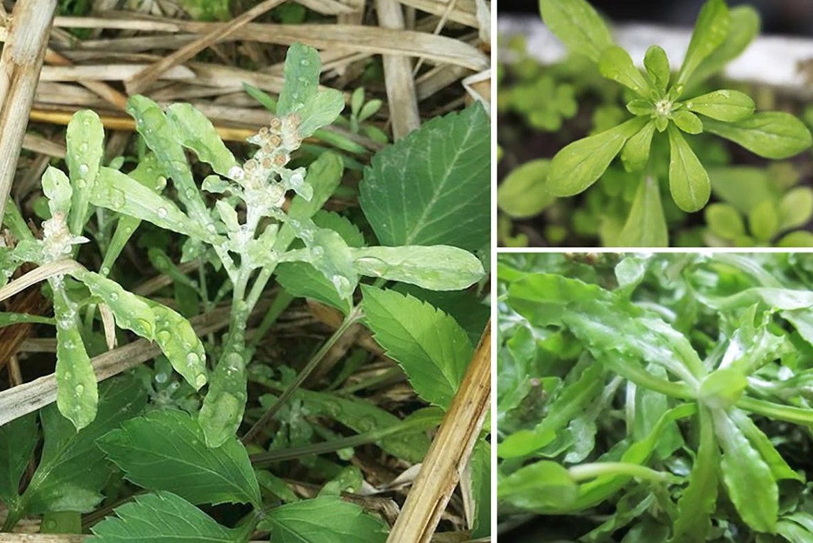 Cây rau khúc và những lợi ích bất ngờ với sức khỏe