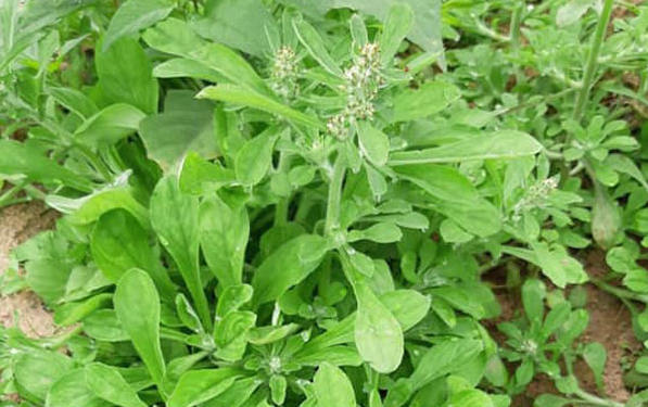 Cây rau khúc và những lợi ích bất ngờ với sức khỏe