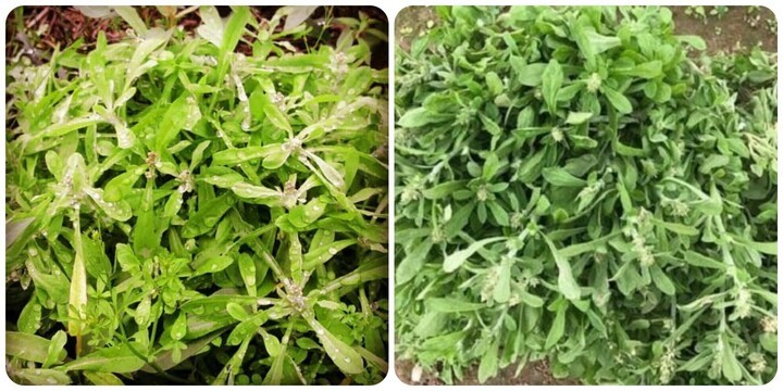 Cây rau khúc và những lợi ích bất ngờ với sức khỏe