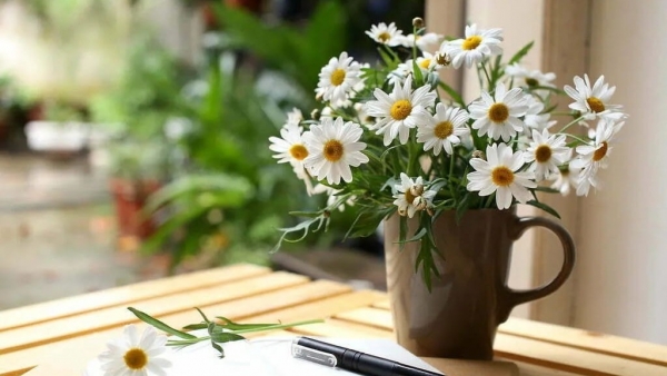 Dự báo thời tiết ngày 11/11/2025: Bắc Bộ nhiều mây, có mưa