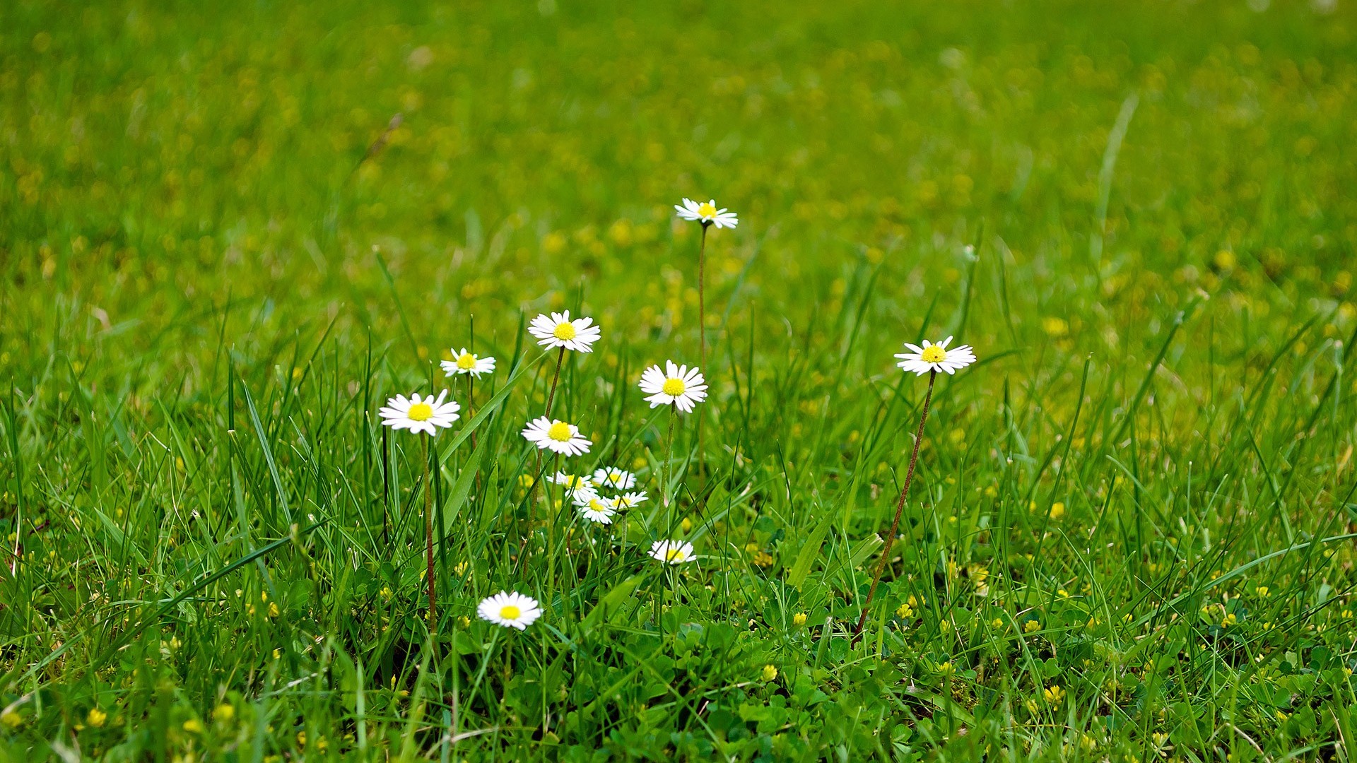 Dự báo thời tiết ngày 12/11/2025: Bắc Bộ có mưa vài nơi, trưa chiều hửng nắng