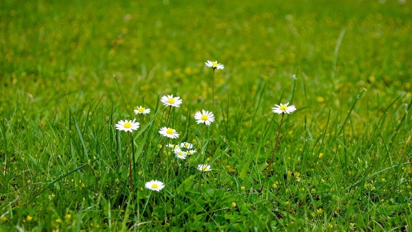 Dự báo thời tiết ngày 12/11/2025: Bắc Bộ có mưa vài nơi, trưa chiều hửng nắng