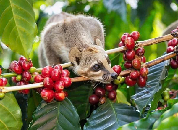 Cà phê chồn Kiên Cường – Khi tinh hoa đại ngàn hóa thành hương vị đặc biệt của Tây Nguyên