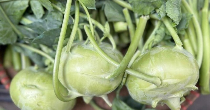 Kỳ 3: Bí mật từ củ su hào – Giảm cân, làm đẹp, tăng miễn dịch và lưu ý khi dùng