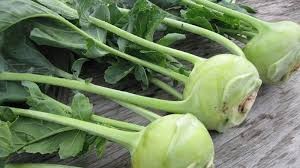 Kỳ 1: Su hào – Rau quen, thuốc quý trong vườn nhà