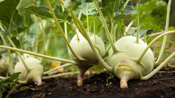 Kỳ 1: Su hào – Rau quen, thuốc quý trong vườn nhà