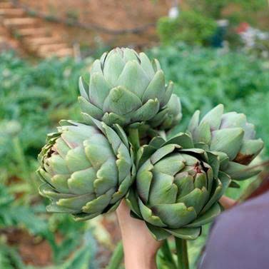 Cao mềm Atiso Ngọc Duy - Tinh hoa Đà Lạt trong từng giọt vàng sức khỏe