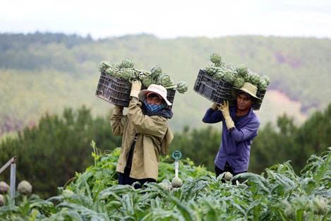 Cao mềm Atiso Ngọc Duy - Tinh hoa Đà Lạt trong từng giọt vàng sức khỏe