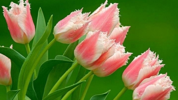 Dự báo thời tiết ngày 16/11/2025: Bắc Bộ nhiều mây, đêm và sáng sớm trời rét