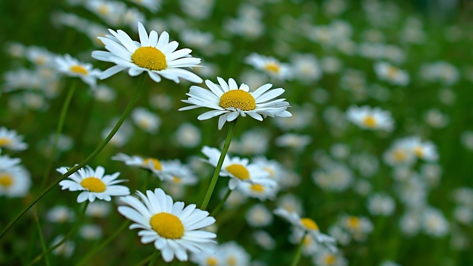 Dự báo thời tiết ngày 15/11/2025: Bắc Bộ ngày nắng, gió đông bắc cấp 2-3