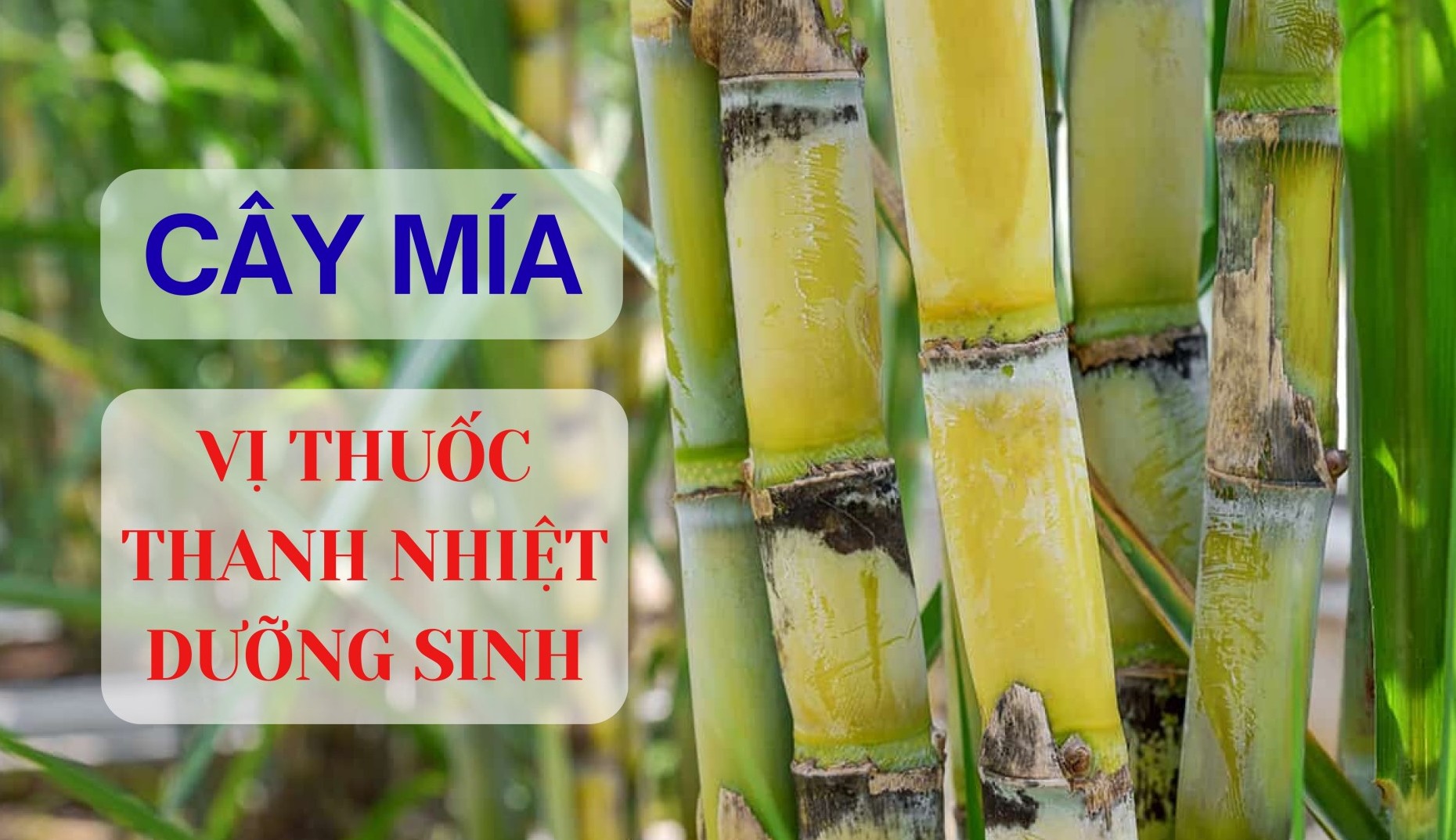 Cây mía - Vị thuốc thanh nhiệt, dưỡng sinh