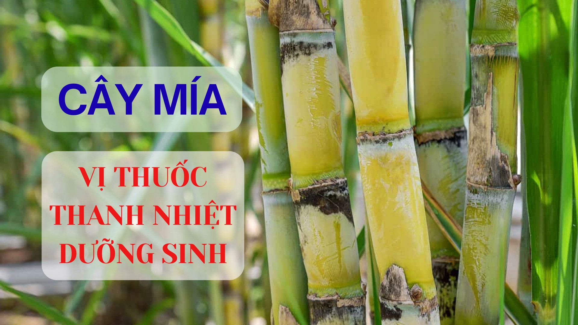 Cây mía - Vị thuốc thanh nhiệt, dưỡng sinh
