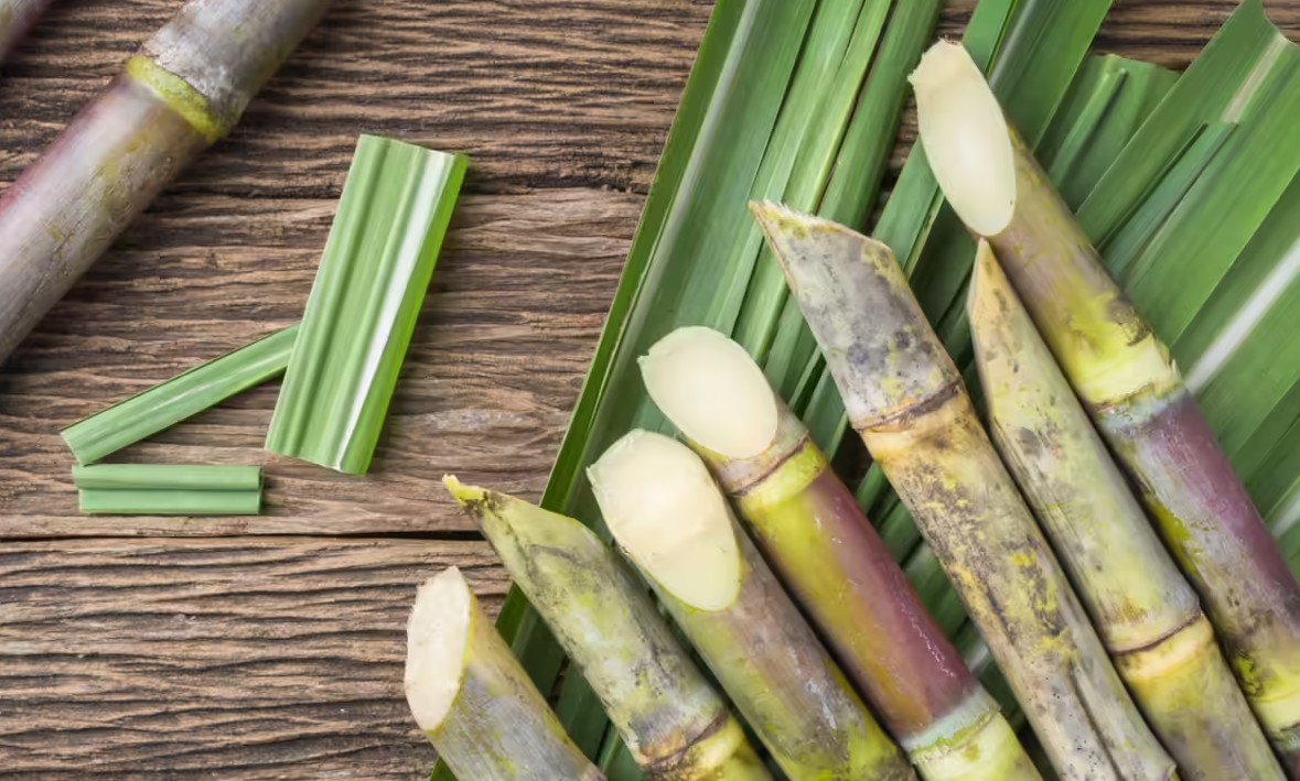 Cây mía - Vị thuốc thanh nhiệt, dưỡng sinh