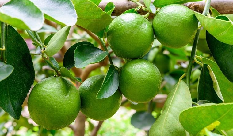 Công dụng của lá chanh theo y học cổ truyền