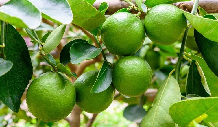 Công dụng của lá chanh theo y học cổ truyền