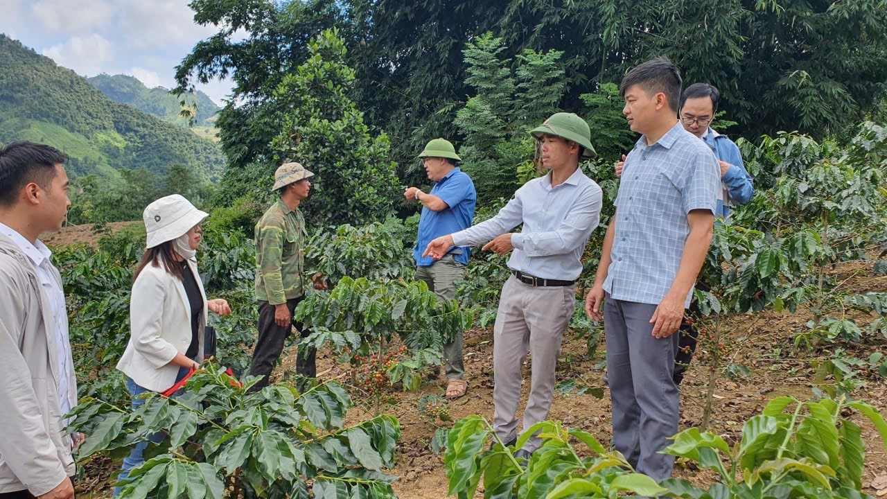 Cà phê Arabica Mường Ảng – trụ cột giảm nghèo bền vững nơi thung lũng Tây Bắc Cà phê Arabica Mường Ảng – trụ cột giảm nghèo bền vững nơi thung lũng Tây Bắc