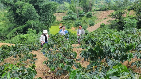 Cà phê Arabica Mường Ảng – trụ cột giảm nghèo bền vững nơi thung lũng Tây Bắc