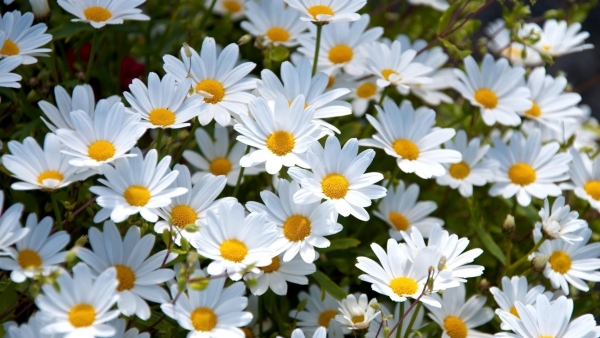 Dự báo thời tiết ngày 20/11/2025: Bắc Bộ trời rét, trưa chiều hửng nắng