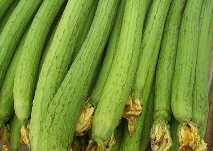 Mướp có công dụng chữa bệnh tuyệt vời.