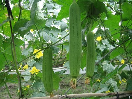 Kỳ 1: Mướp – món ăn dân dã và vị thuốc quý trong đời sống