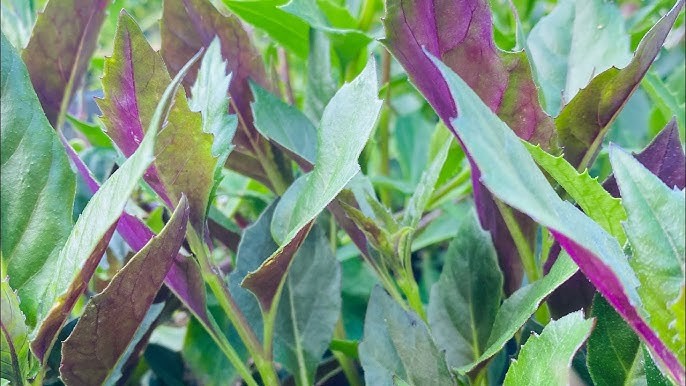 Kỳ cuối: Bài thuốc ngoài da và lưu ý khi sử dụng cây bầu đất tím