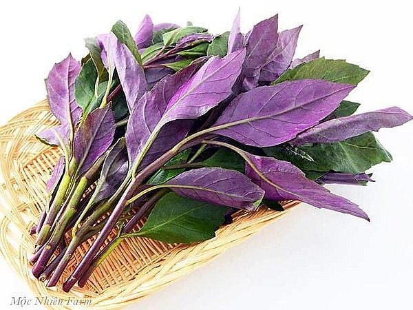 Kỳ 2: Công dụng – cách dùng và các bài thuốc từ cây bầu đất tím