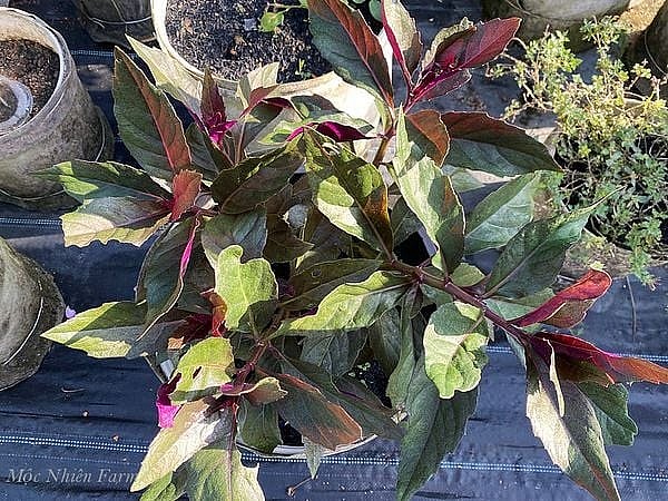 Kỳ 1: Tìm hiểu chung về cây bầu đất tím