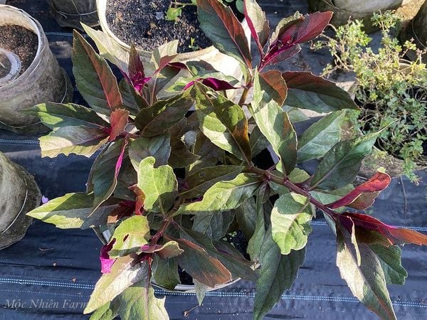 Cây bầu đất tím