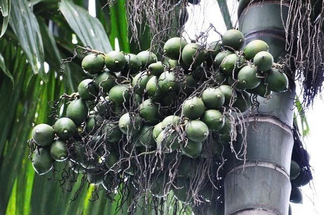 Hạt cau trị giun sán, đầy trướng bụng