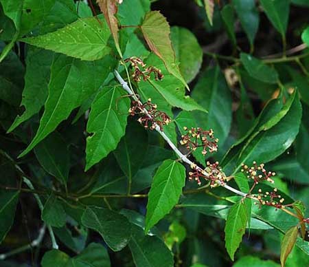 Bài 3: Những lưu ý khi dùng cây chìa vôi làm thuốc chữa bệnh thoát vị đĩa đệm