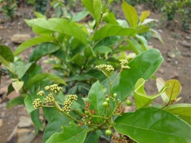 Bài 3: Những lưu ý khi dùng cây chìa vôi làm thuốc chữa bệnh thoát vị đĩa đệm