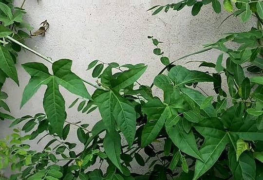 Bài 2: Có thể dùng cây chìa vôi chữa thoát vị đĩa đệm theo các cách sau