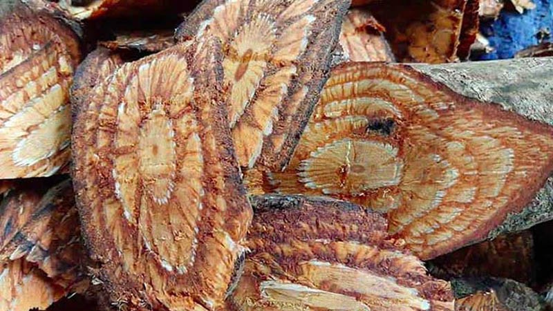 Một số bài thuốc dây gắm giúp điều trị bệnh