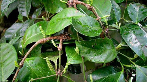 Bài 2: Một số bài thuốc Đông y từ cây gắm phổ biến