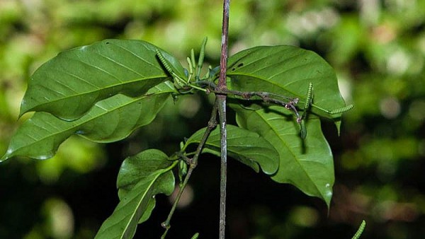 Bài 3: Những lưu ý khi dùng dây gắm chữa bệnh