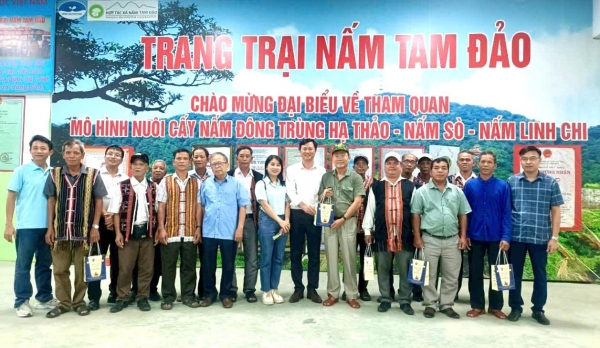 Hợp tác xã Nấm Tam Đảo: Điểm sáng kinh tế nông nghiệp vùng Tam Đảo