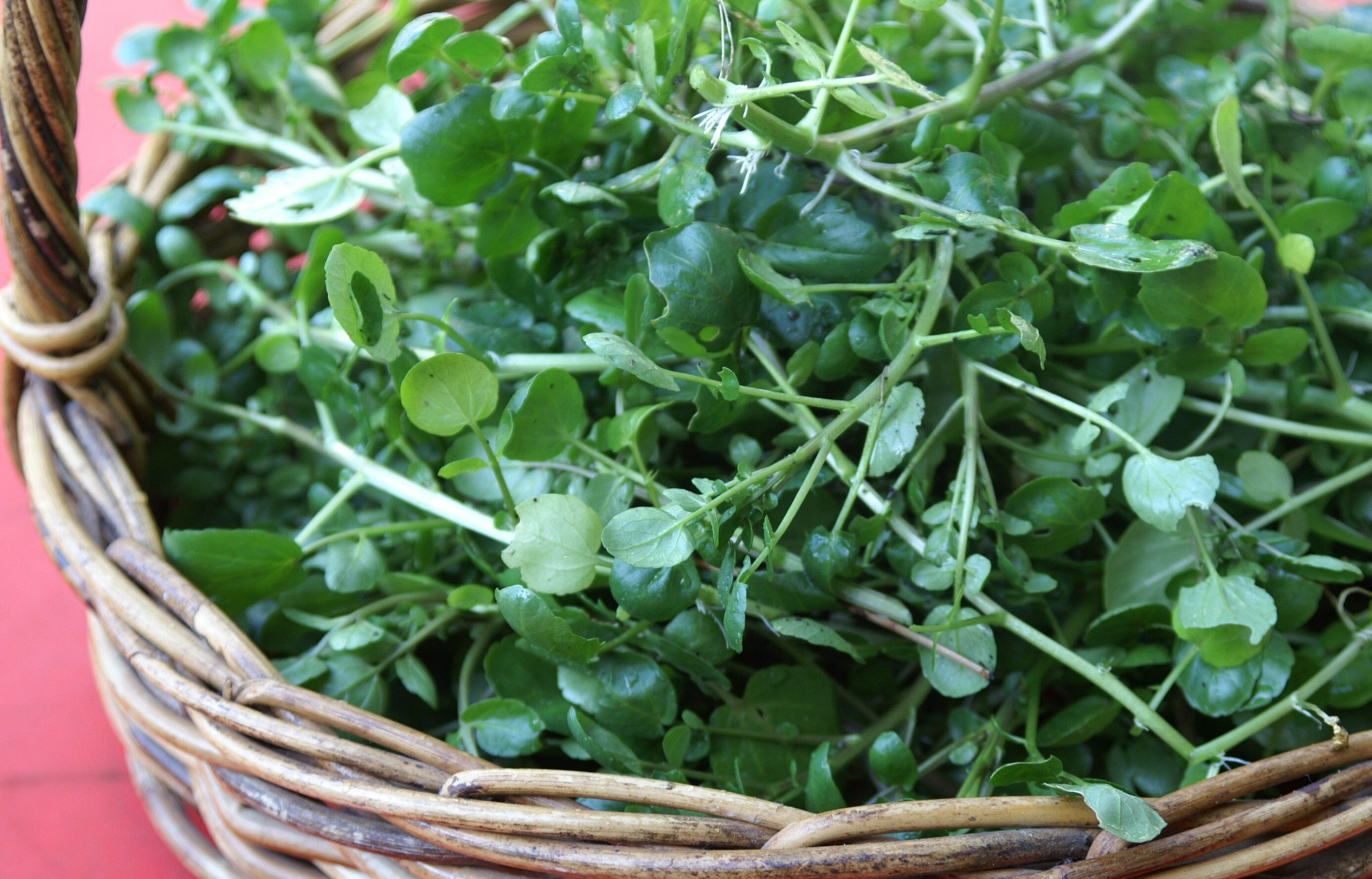 5 tác dụng của rau cải xoong đối với sức khỏe - Tạp chí Đừng Lo