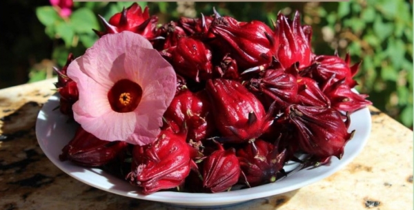 Bụp Giấm – Loại thảo dược đỏ sẫm hỗ trợ đường huyết, giảm mỡ máu