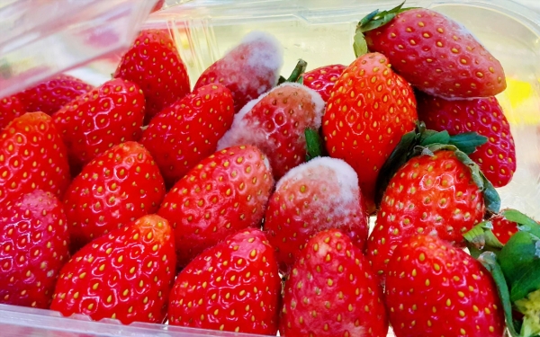 Thói quen ăn uống tiết kiệm nhưng tiềm ẩn nguy hiểm: Đừng chủ quan với thực phẩm mốc, hỏng