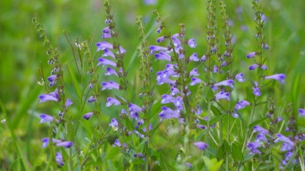 Những cây thuốc nam giúp làm sạch phổi, giảm ho, long đờm tự nhiên