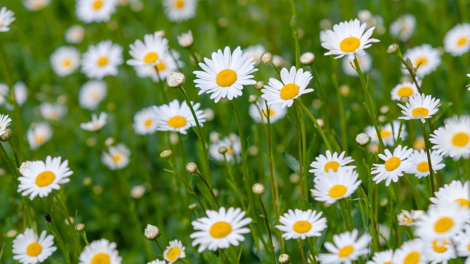 Dự báo thời tiết ngày 26/11/2025: Nam Bộ có mưa rào và dông vài nơi