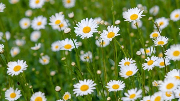 Dự báo thời tiết ngày 26/11/2025: Nam Bộ có mưa rào và dông vài nơi