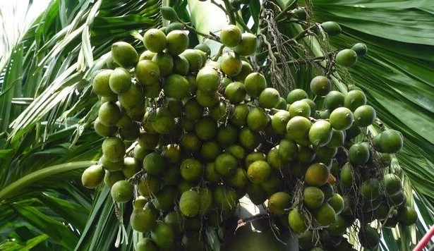 Các bài thuốc từ cây cau