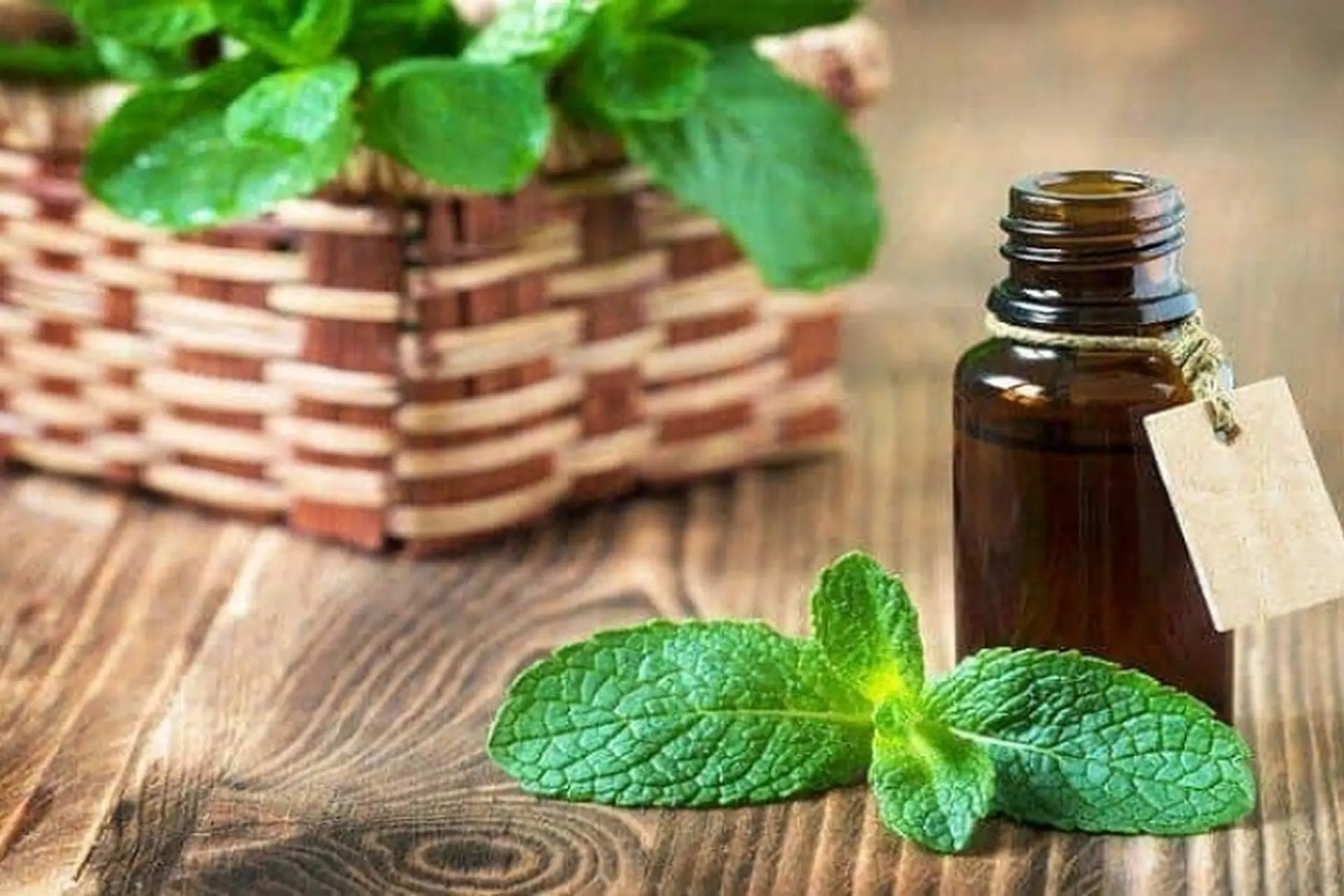 Tinh dầu bạc hà là gì? Tất tần tật thông tin bạn cần biết