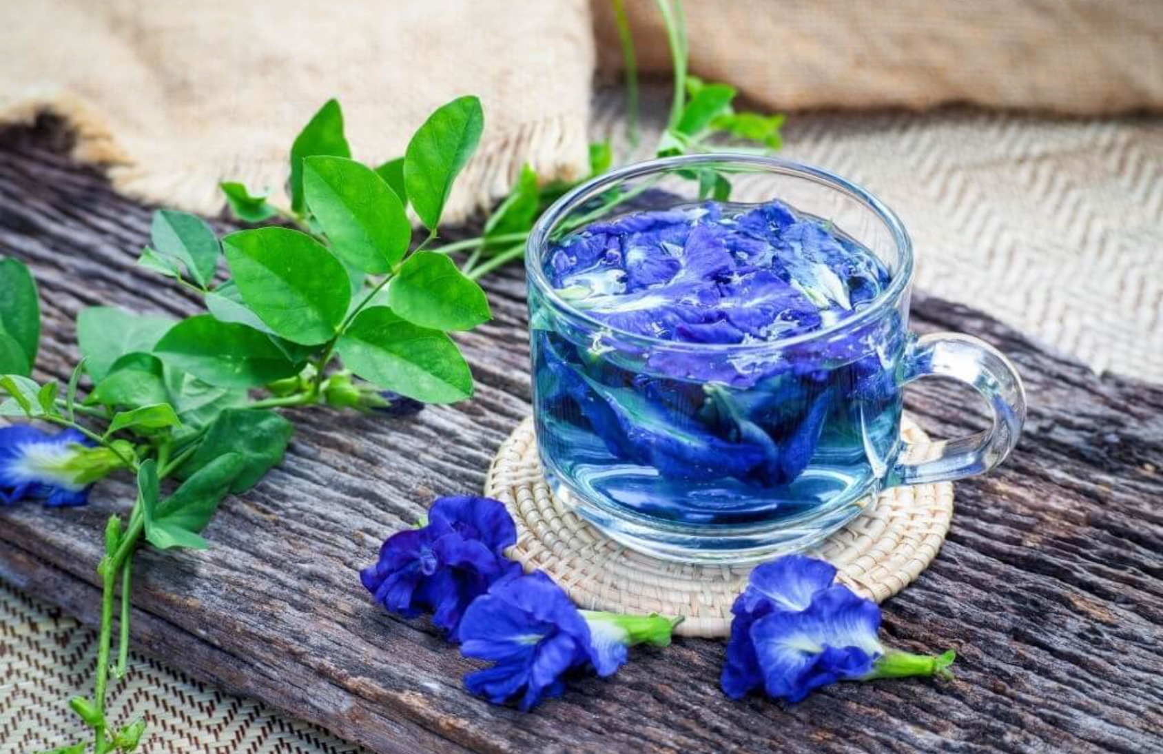 Hoa đậu biếc cực tốt cho sức khoẻ nhưng sẽ thành 'độc dược' nếu uống theo  cách này | Báo điện tử Tiền Phong