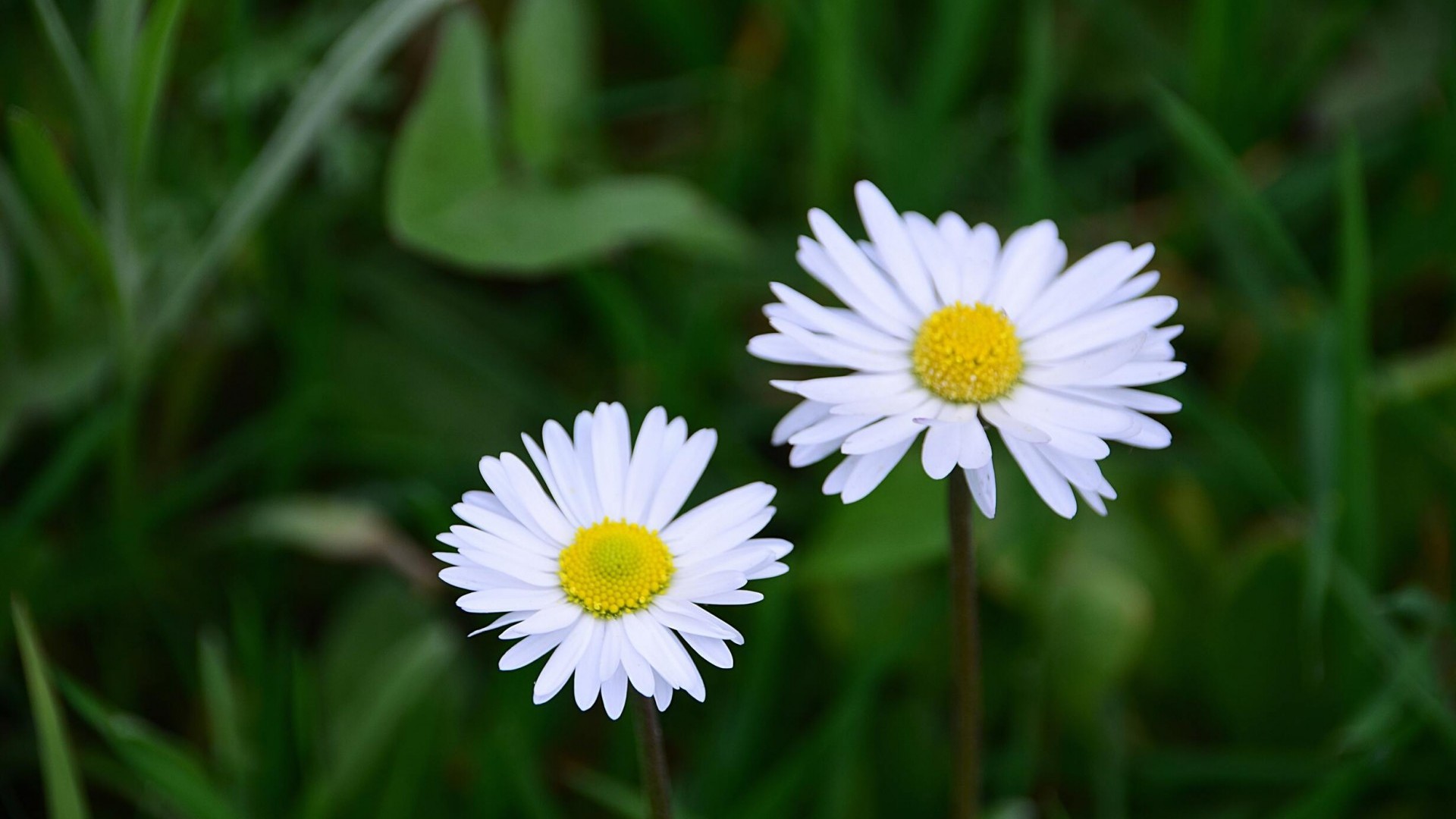 Dự báo thời tiết ngày 29/11/2025: Bắc Bộ sáng sớm có sương mù, ngày nắng